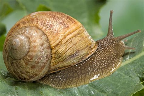 snail animal.